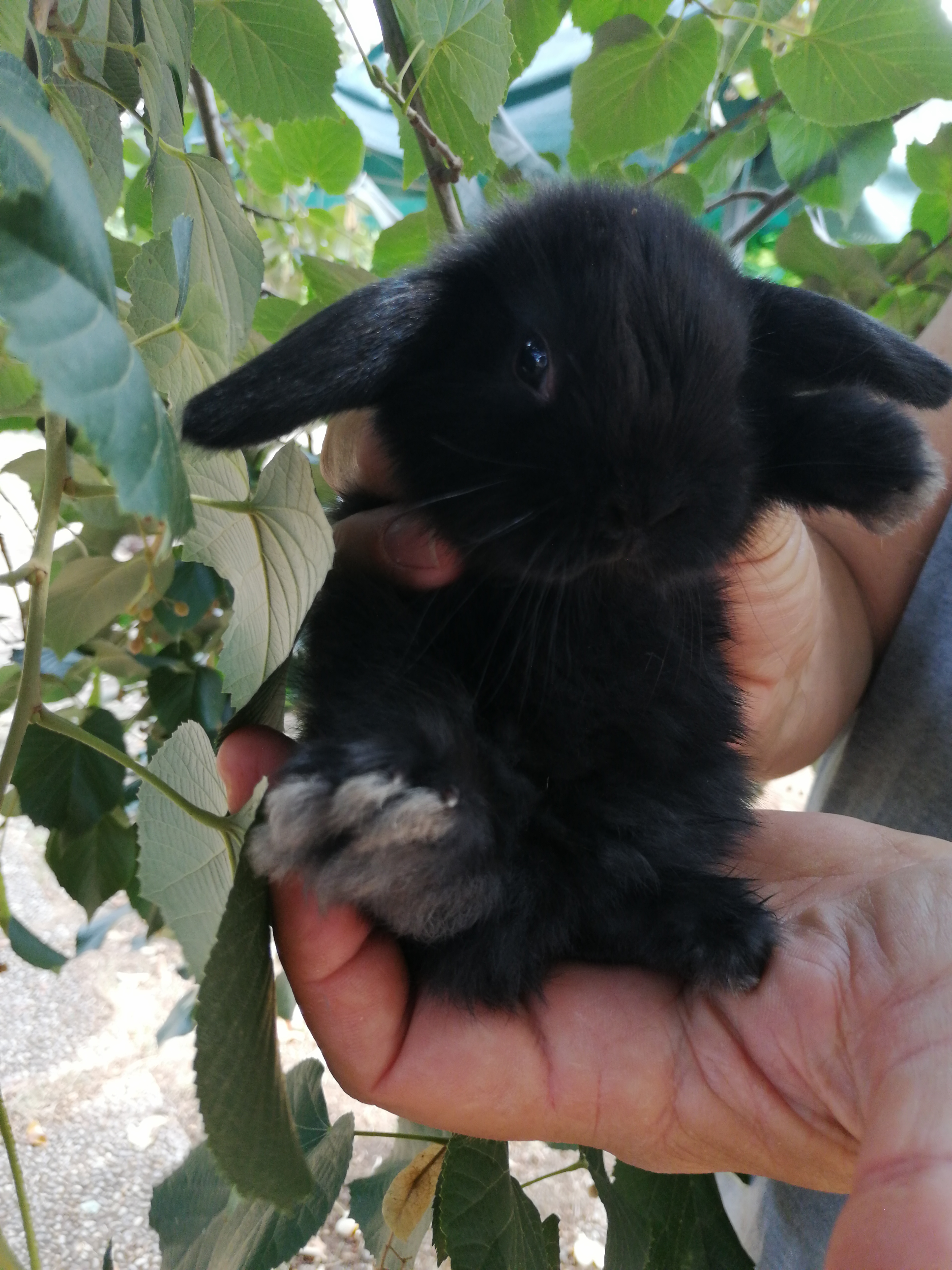 La Casa del Coniglio Allevamento conigli nani ariete La Casa del Coniglio Allevamento conigli nani ariete