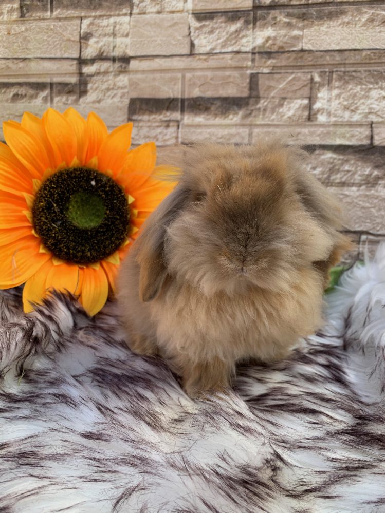 Stupendi batuffoli “fuzzy lop x mini lion lop” pezzati e fulvi