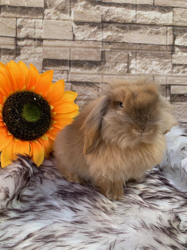 Stupendi batuffoli “fuzzy lop x mini lion lop” pezzati e fulvi