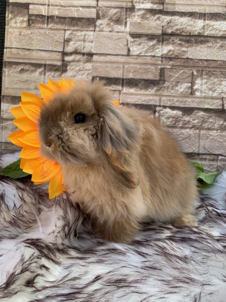 Stupendi batuffoli “fuzzy lop x mini lion lop” pezzati e fulvi