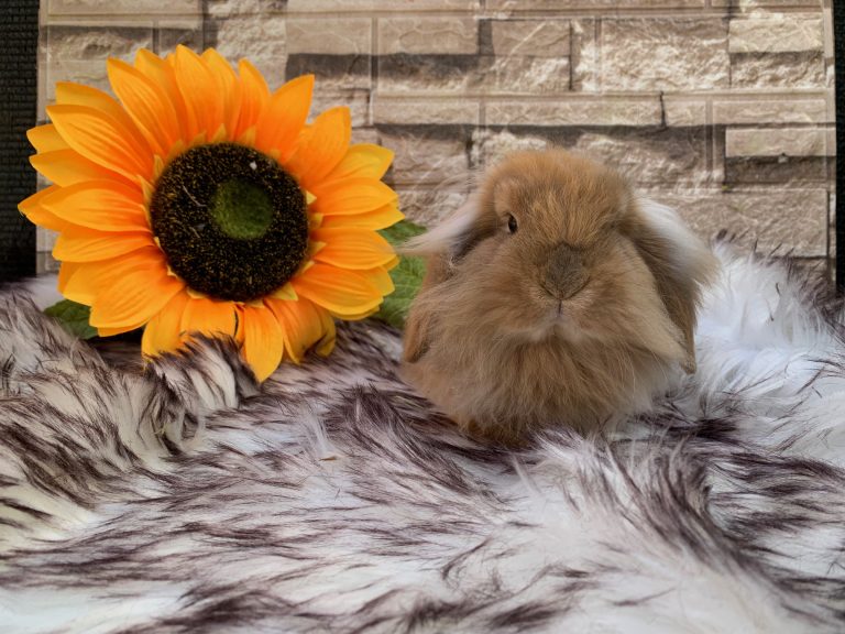 Stupendi batuffoli “fuzzy lop x mini lion lop” pezzati e fulvi