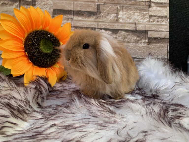 Stupendi batuffoli “fuzzy lop x mini lion lop” pezzati e fulvi