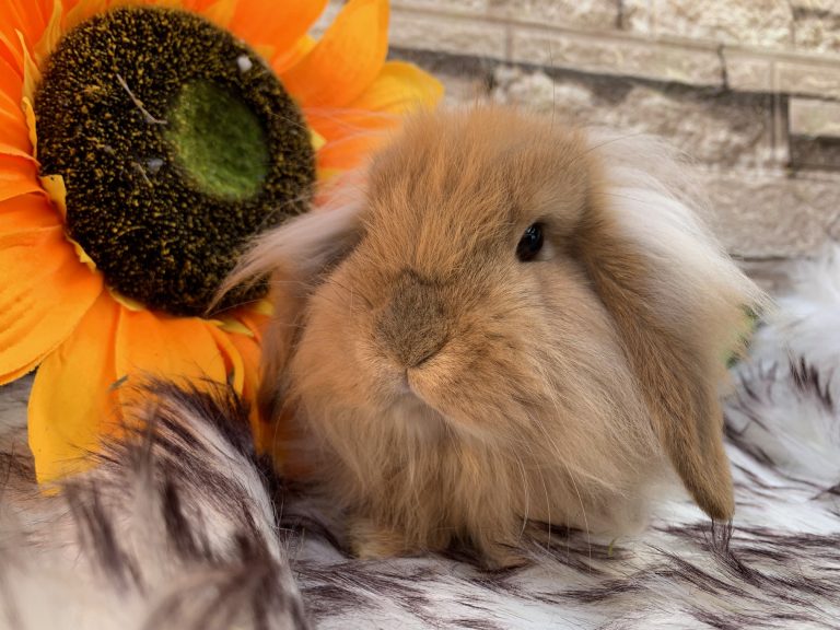 Stupendi batuffoli “fuzzy lop x mini lion lop” pezzati e fulvi