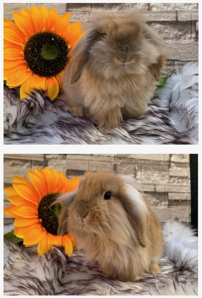 Stupendi batuffoli “fuzzy lop x mini lion lop” pezzati e fulvi