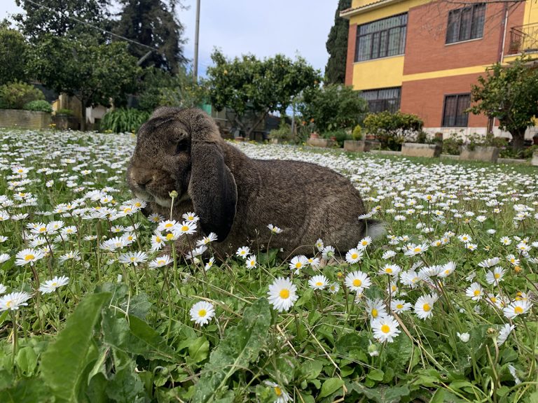Prima bellissima cucciolata di arieti giganti