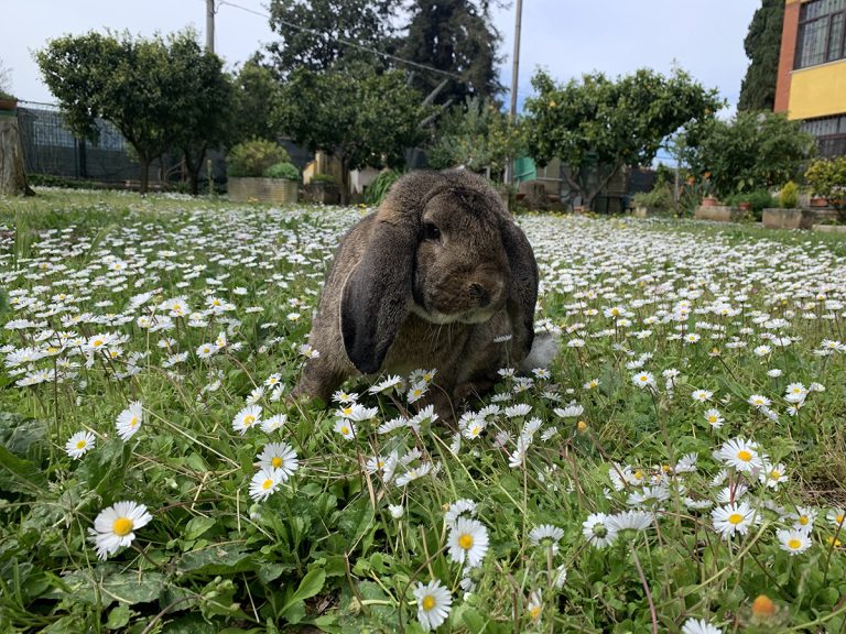 Prima bellissima cucciolata di arieti giganti