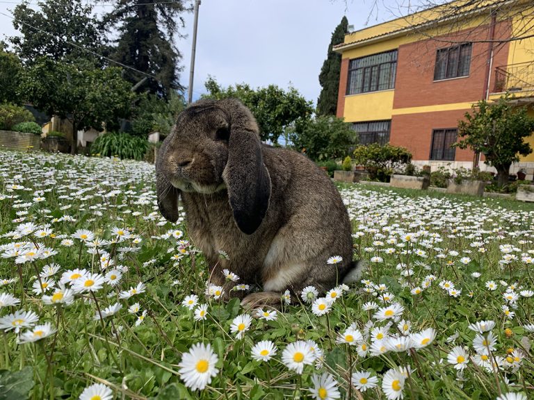 Prima bellissima cucciolata di arieti giganti