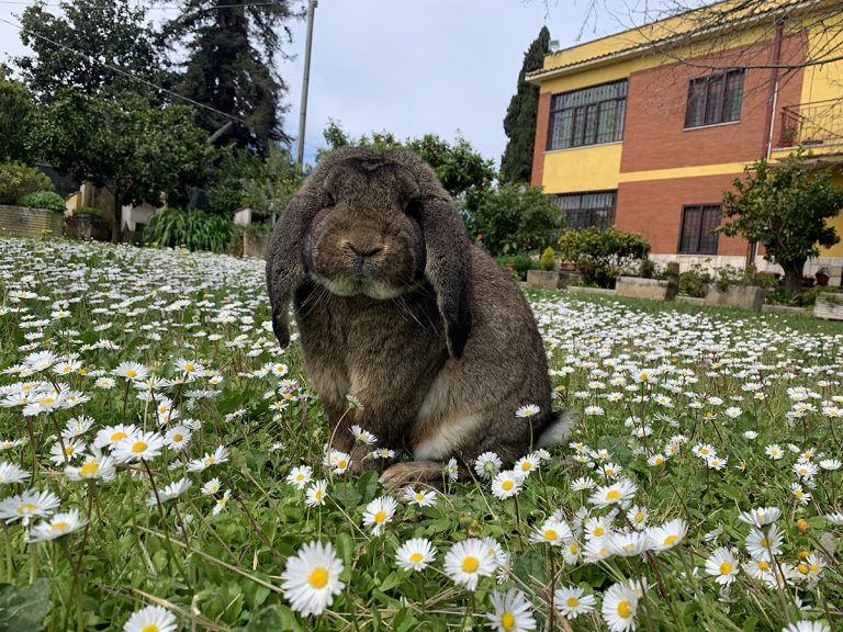 Prima bellissima cucciolata di arieti giganti
