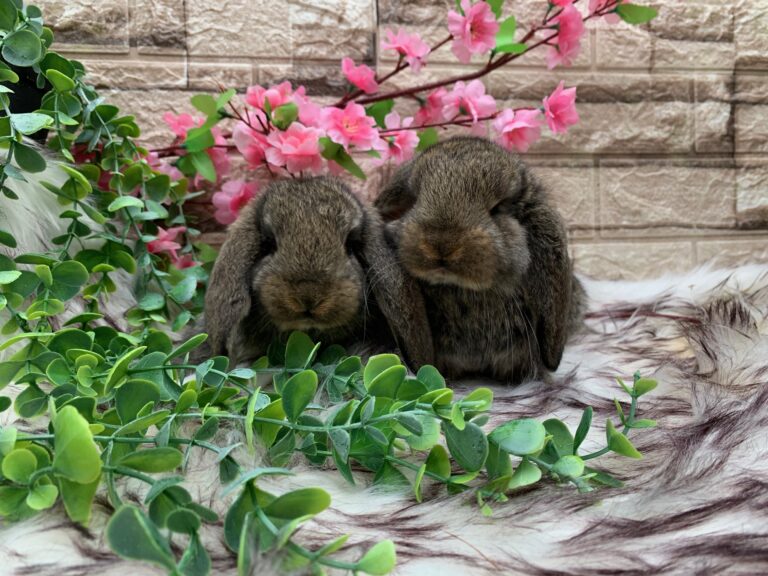 Prima bellissima cucciolata di arieti giganti