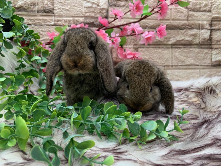 Prima bellissima cucciolata di arieti giganti