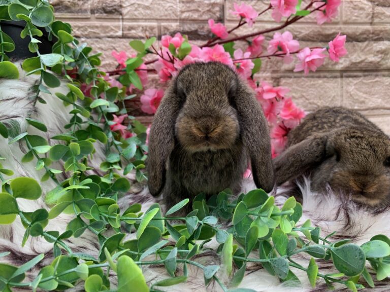 Prima bellissima cucciolata di arieti giganti