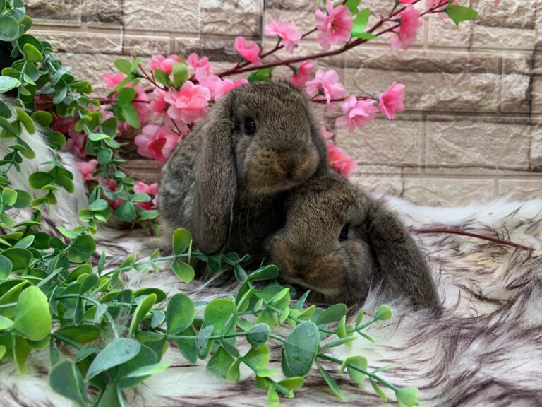 Prima bellissima cucciolata di arieti giganti
