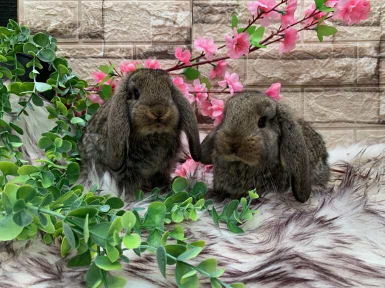 Prima bellissima cucciolata di arieti giganti