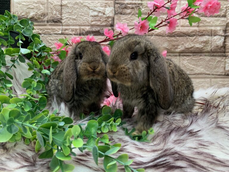 Prima bellissima cucciolata di arieti giganti