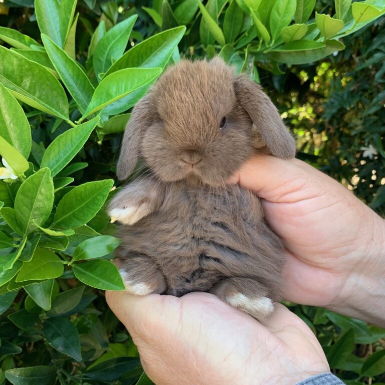 Stupendi cuccioli minilop colorazione “Chocolate”