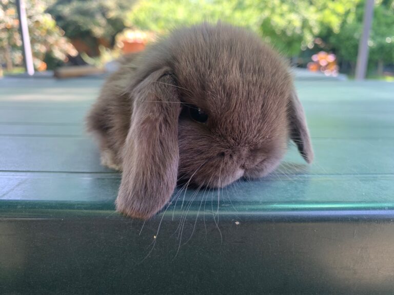 Stupendi cuccioli minilop colorazione “Chocolate”