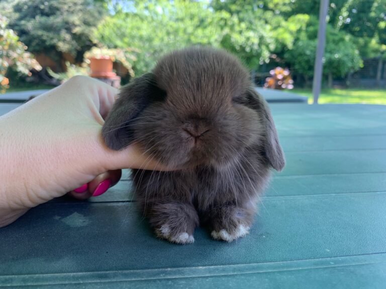 Stupendi cuccioli minilop colorazione “Chocolate”