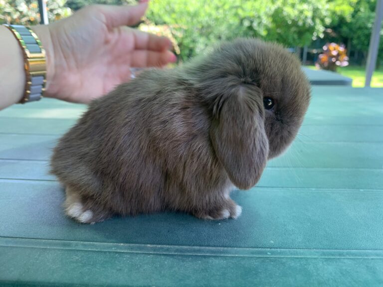 Stupendi cuccioli minilop colorazione “Chocolate”