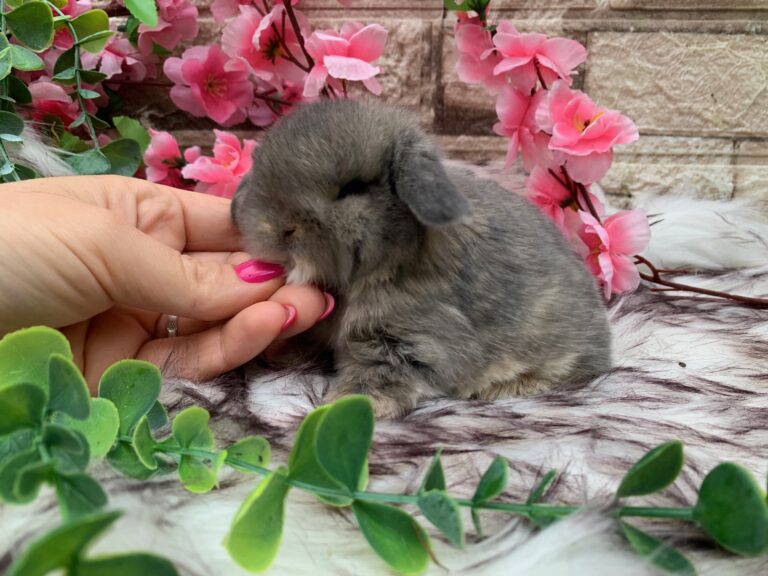 Bellissimi cuccioli minilop colorazione Opal