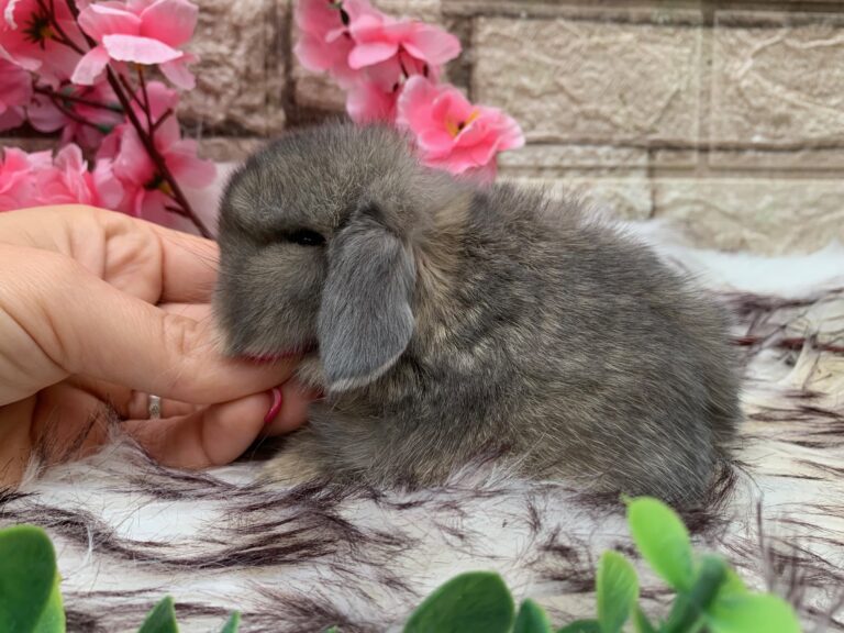 Bellissimi cuccioli minilop colorazione Opal