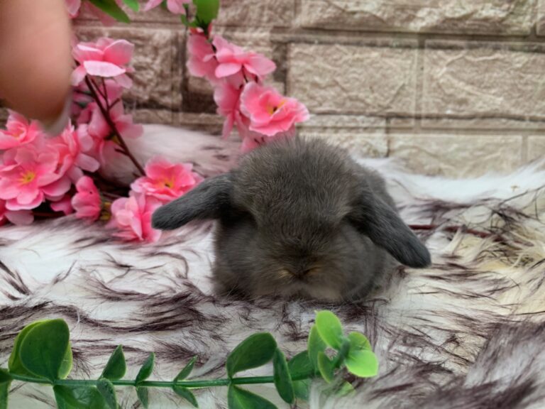 Bellissimi cuccioli minilop colorazione Opal