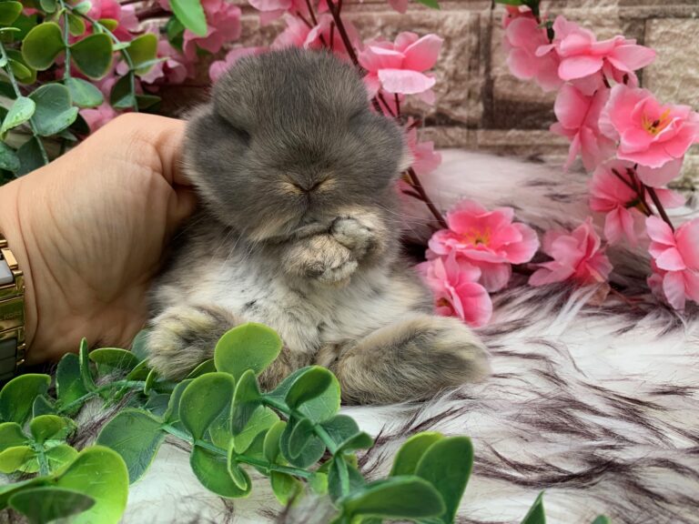 Bellissimi cuccioli minilop colorazione Opal