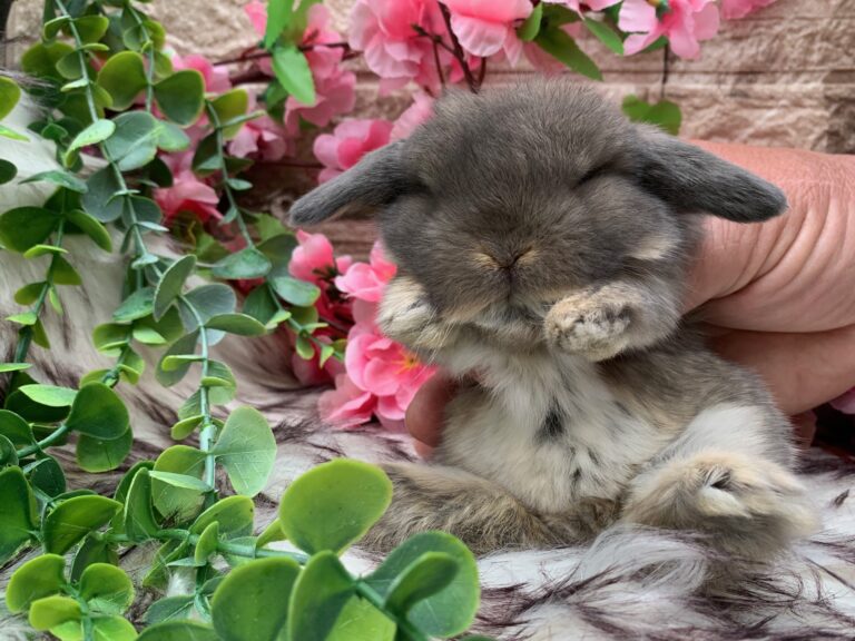 Bellissimi cuccioli minilop colorazione Opal