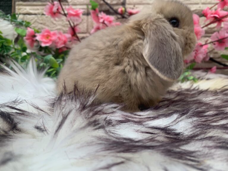 Bellissime cucciole di minilop colorazione “linx”