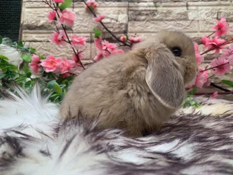 Bellissime cucciole di minilop colorazione “linx”