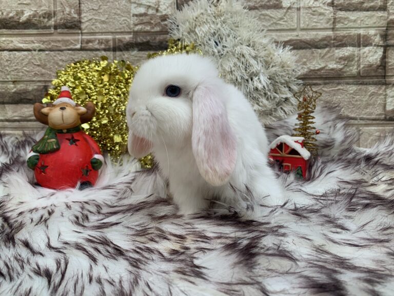 Bellissimo cucciolo di ariete nato bianco dagli occhi azzurri