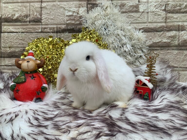 Bellissimo cucciolo di ariete nato bianco dagli occhi azzurri
