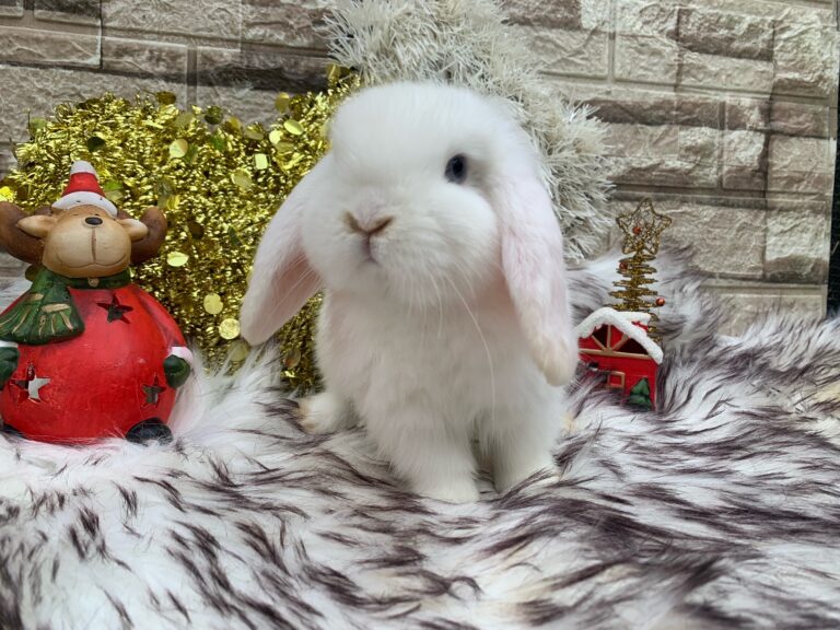 Bellissimo cucciolo di ariete nato bianco dagli occhi azzurri