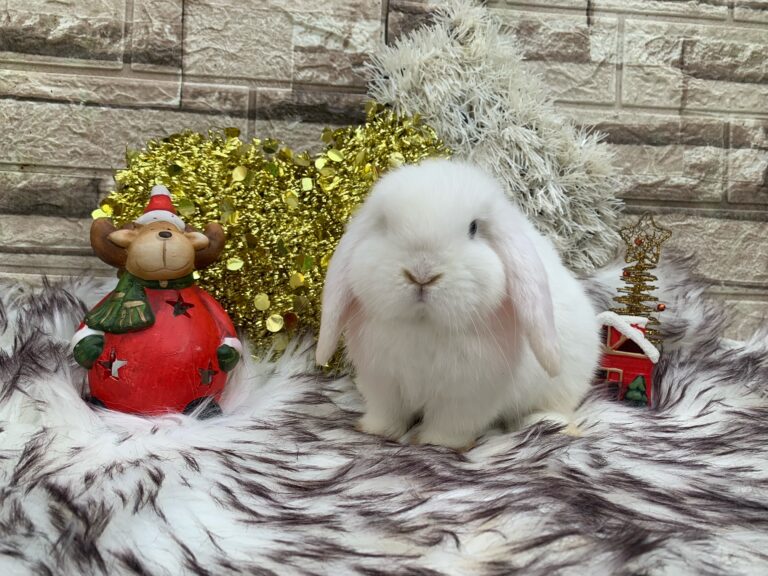 Bellissimo cucciolo di ariete nato bianco dagli occhi azzurri