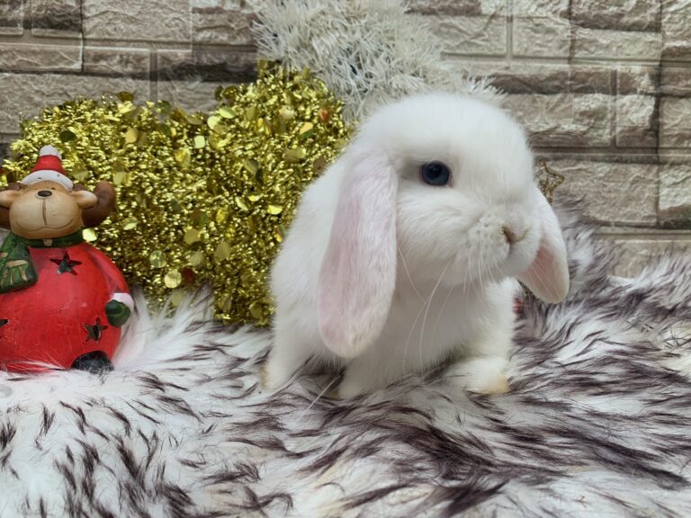 Bellissimo cucciolo di ariete nato bianco dagli occhi azzurri