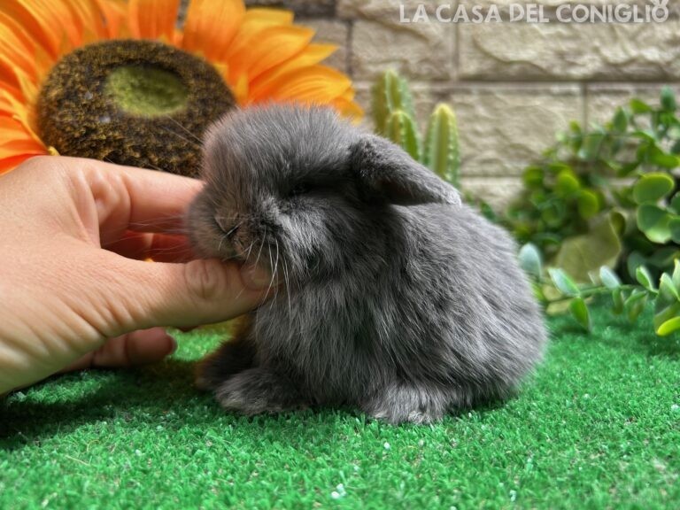 Unica stupenda cucciola minilop blu