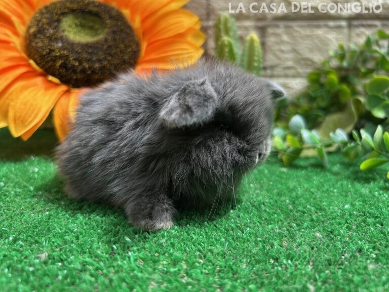 Unica stupenda cucciola minilop blu