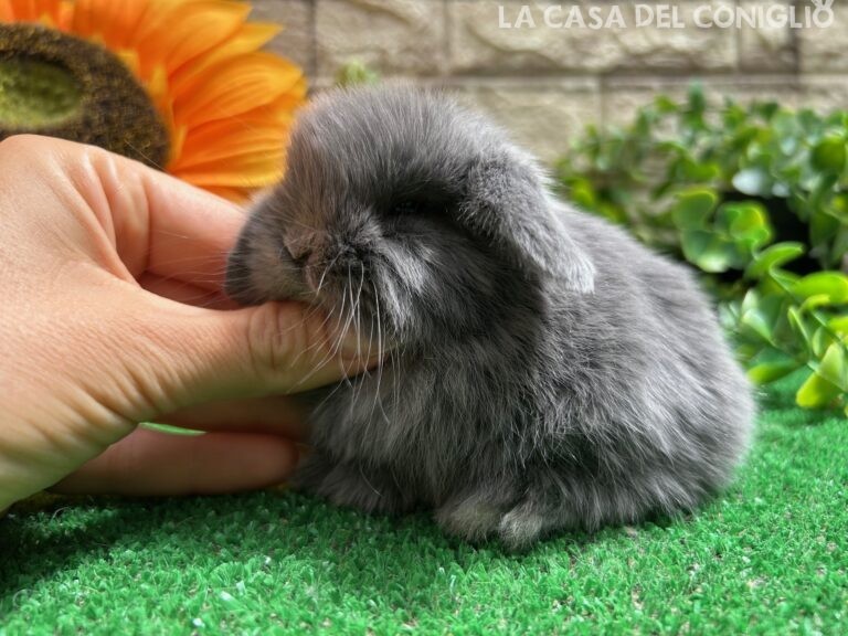 Unica stupenda cucciola minilop blu
