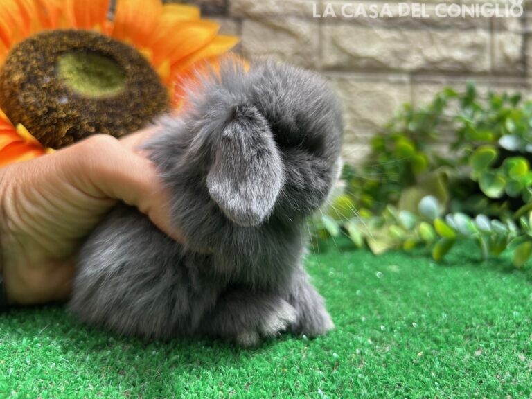 Unica stupenda cucciola minilop blu