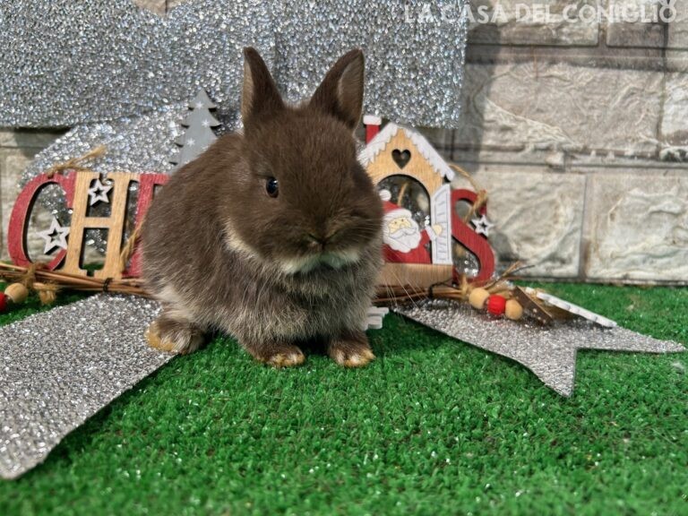 Stupendi cuccioli di nano colorato choco otter