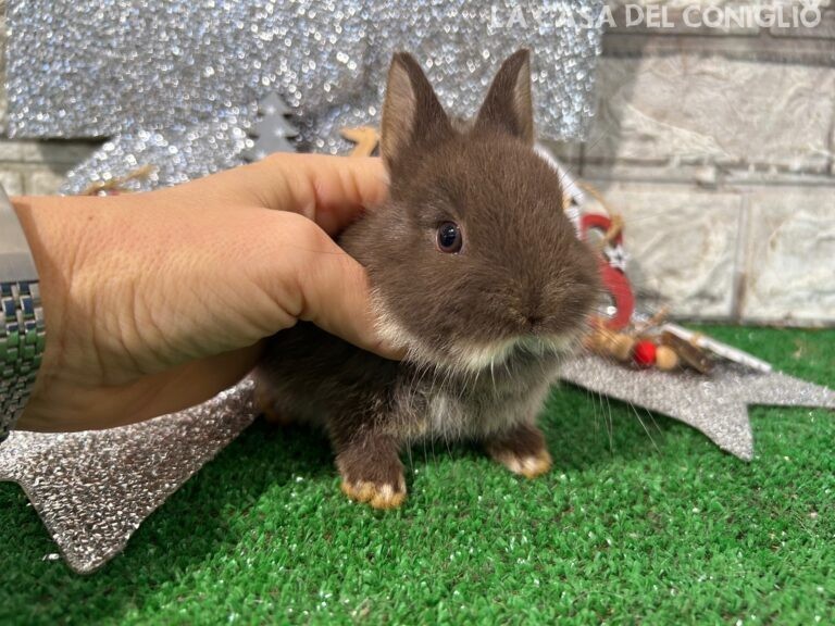 Stupendi cuccioli di nano colorato choco otter