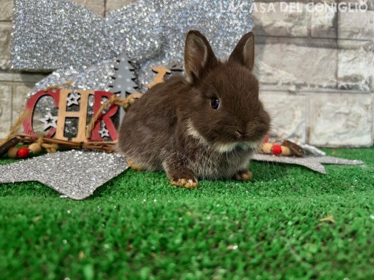 Stupendi cuccioli di nano colorato choco otter