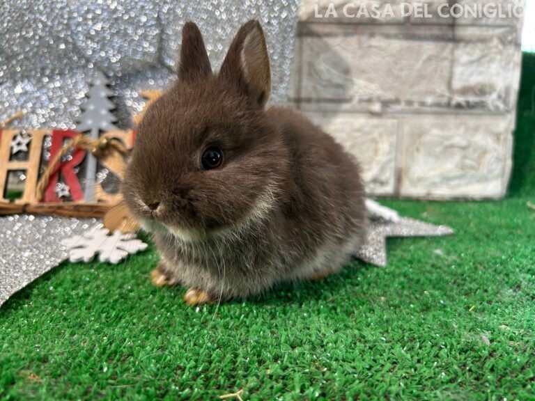 Stupendi cuccioli di nano colorato choco otter