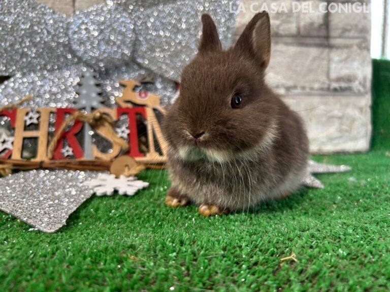 Stupendi cuccioli di nano colorato choco otter