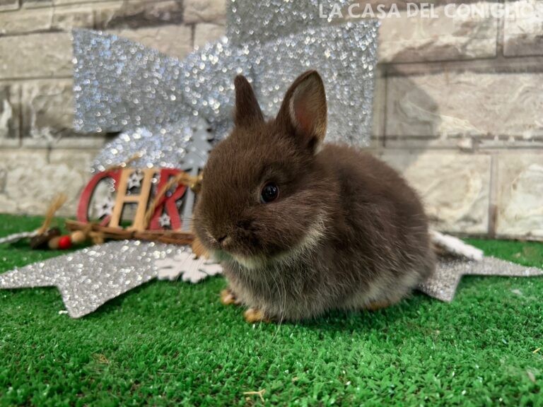 Stupendi cuccioli di nano colorato choco otter