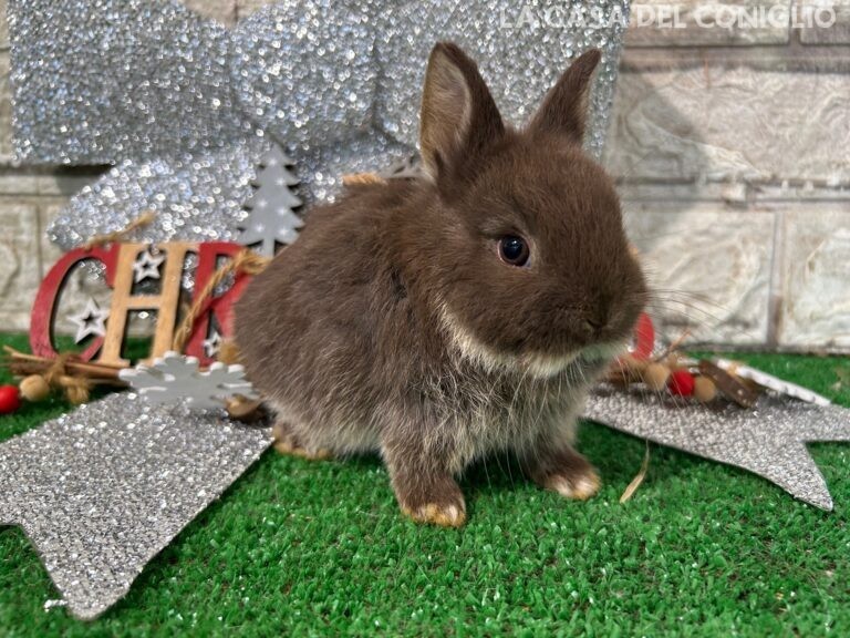 Stupendi cuccioli di nano colorato choco otter