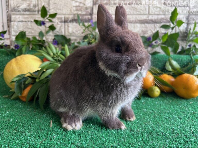 Ultima stupenda cucciola di nano colorato choco otter