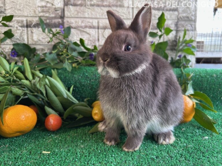 Ultima stupenda cucciola di nano colorato choco otter