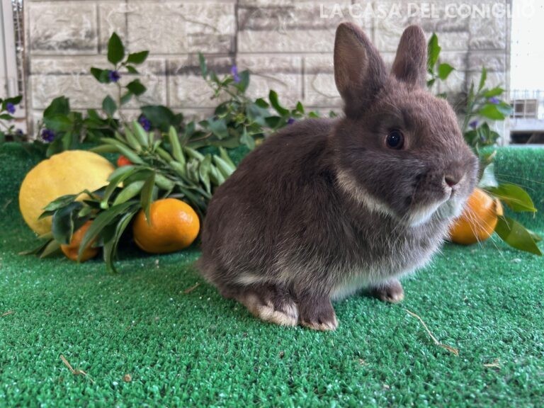 Ultima stupenda cucciola di nano colorato choco otter