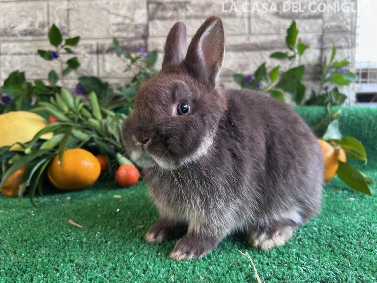 Ultima stupenda cucciola di nano colorato choco otter