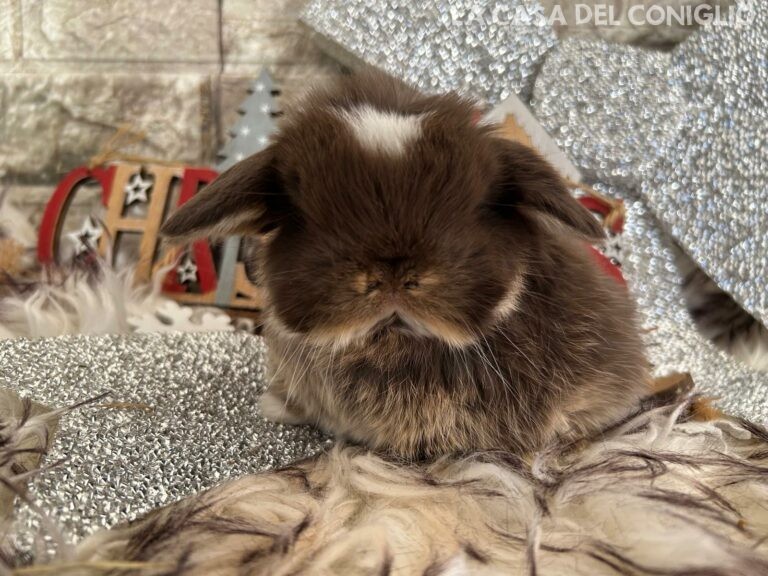 Meraviglioso cucciolo di minilop choco otter (femminuccia?)